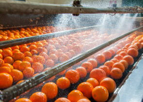 Oranges on a metal surface being spraying down with water as part of a factory cleaning process.